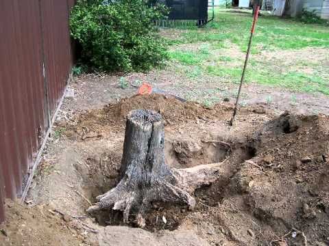 tree stump removal North Shore