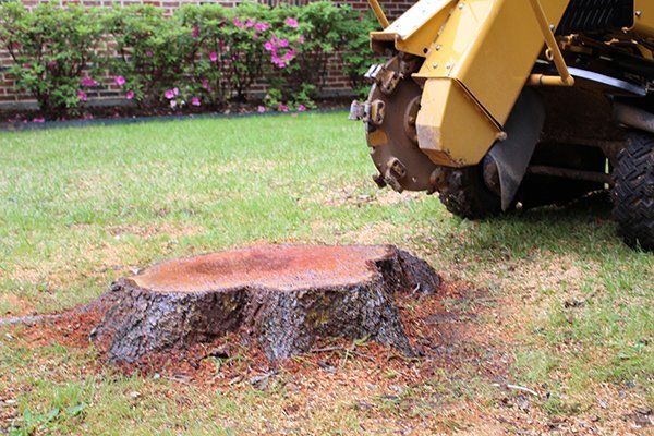 tree and stump removal