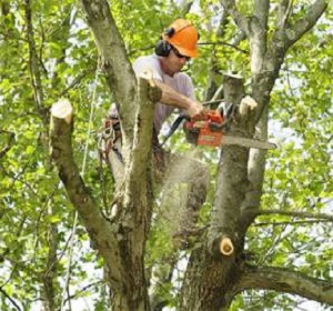 tree removal St Kilda