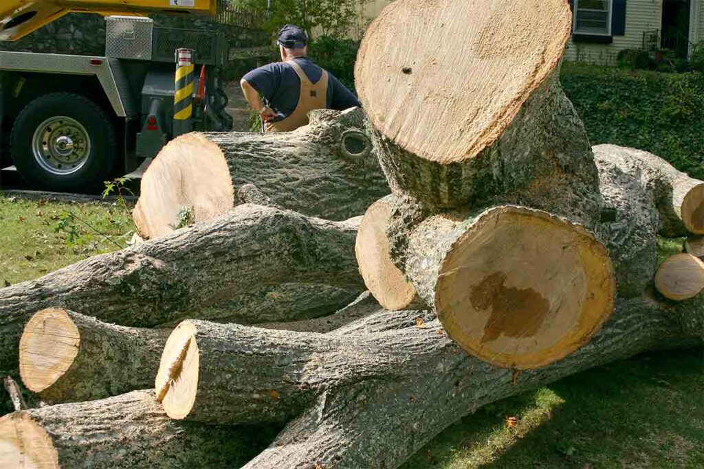 tree removal Melbourne
