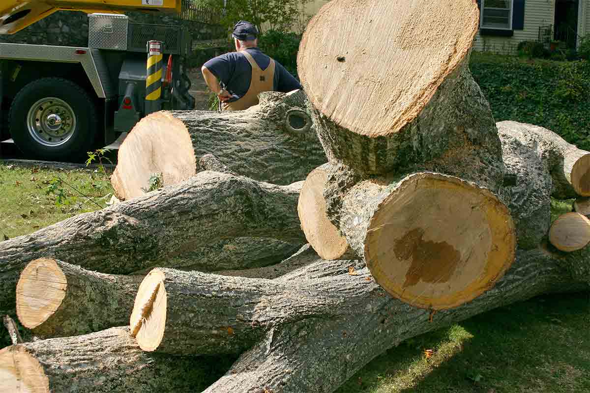 tree removal Melbourne