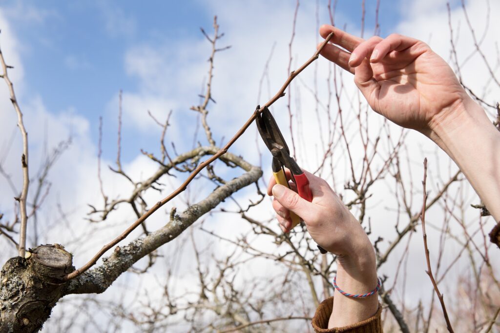 tree pruning Brisbane